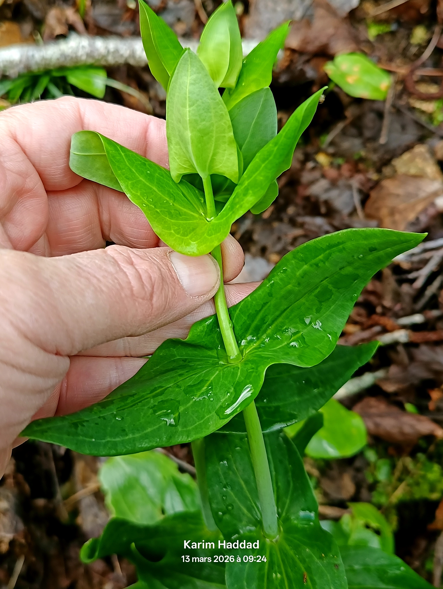 Perforate St John's-wort