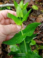 Millepertuis Perforé (Hypericum perfoliatum)