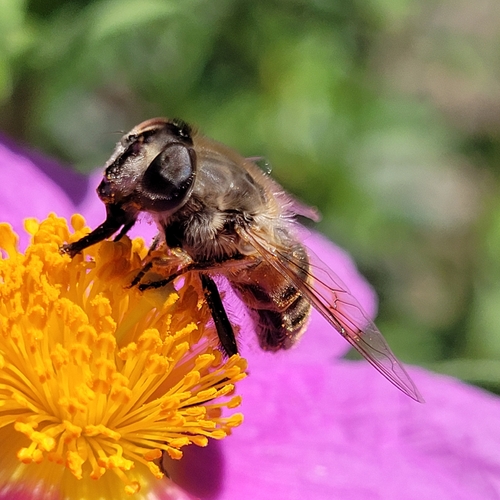 Unknown species found near University of California-Davis, CA 95616, USA