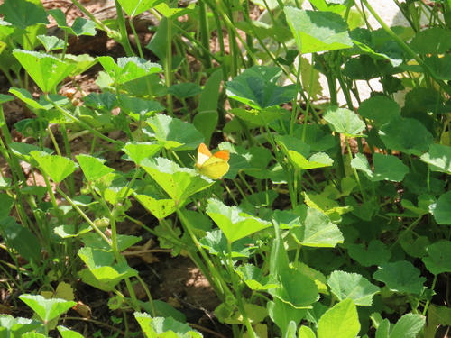 cheeseweed mallow