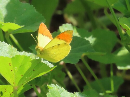 Moroccan Orange Tip