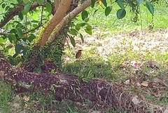 Pitta moluccensis