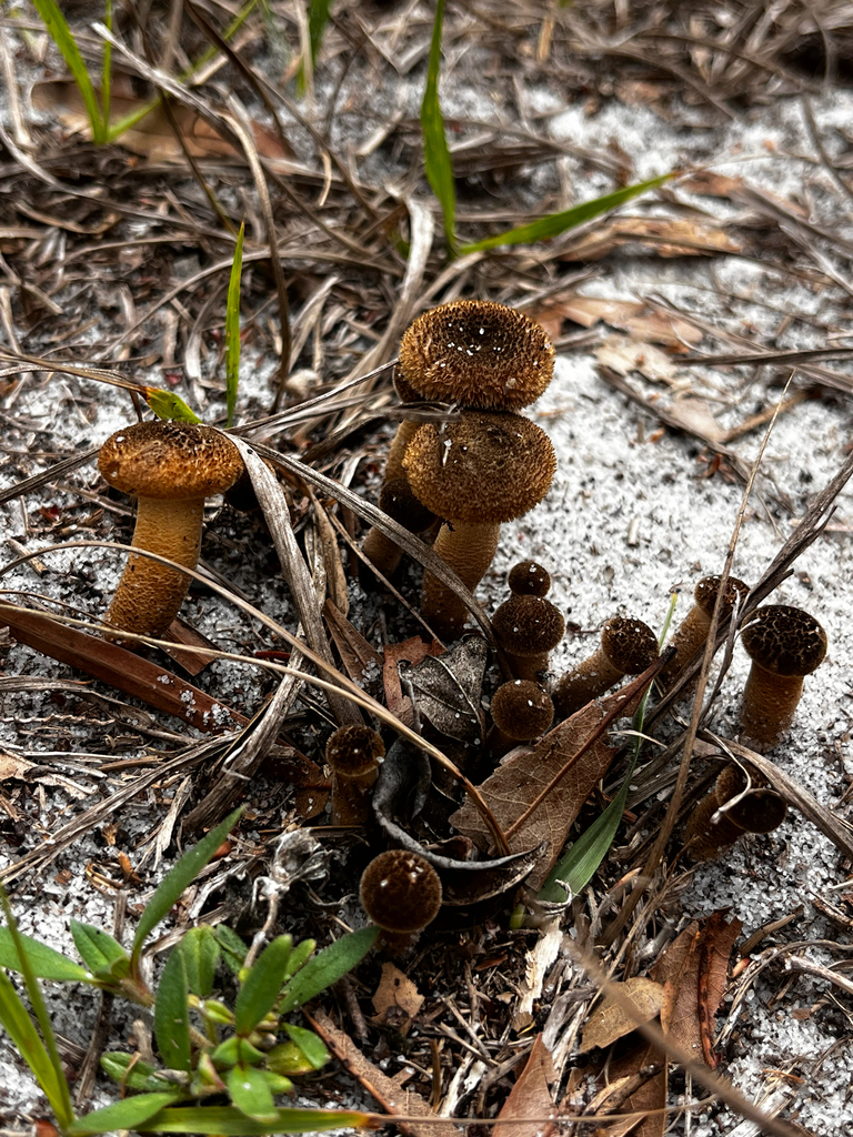 Lentinus crinitus · March 2026 · photo: © iantb (iNaturalist, cc-by)