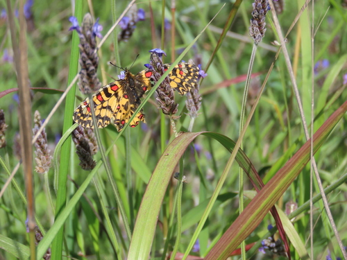 Zerynthia africana