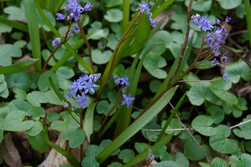 Scilla vindobonensis
