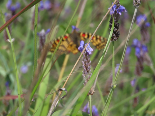 Cut-leaved lavender