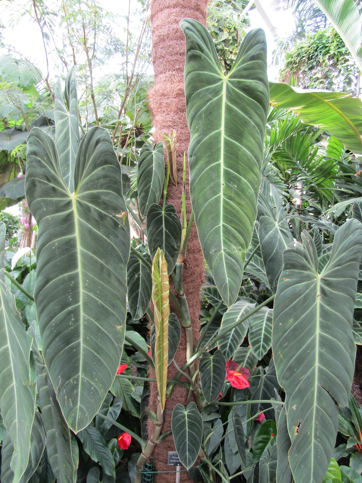 Philodendron melanochrysum  iNaturalist