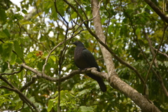 Ducula whartoni