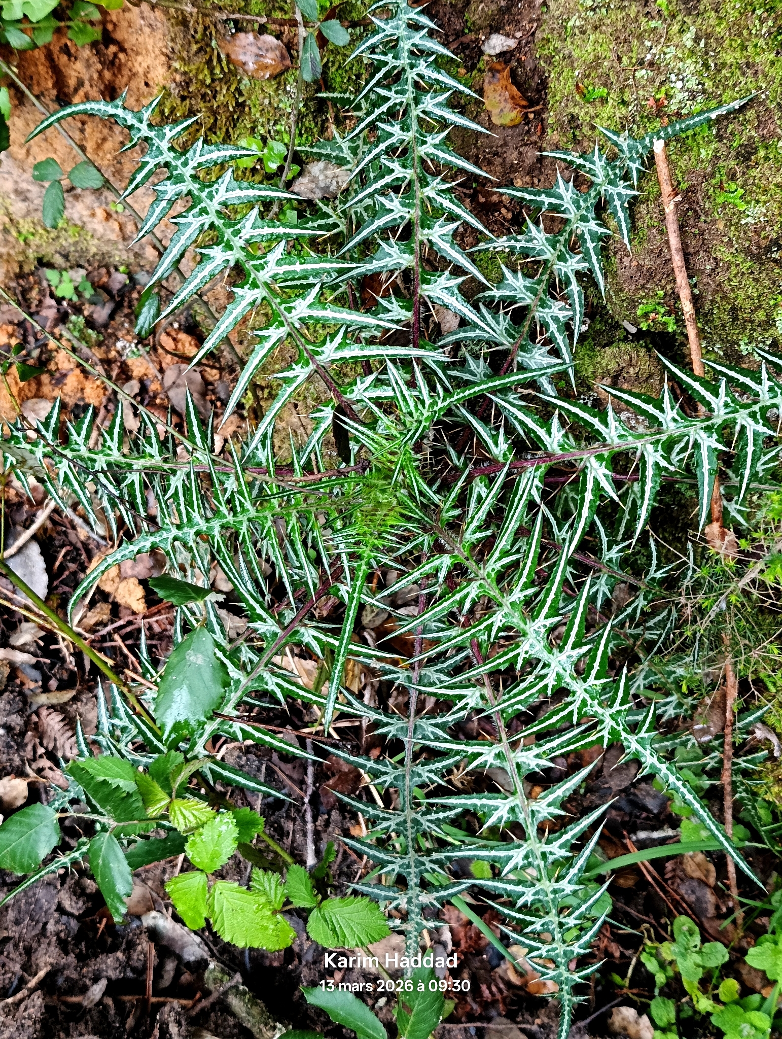 Galactites mutabilis