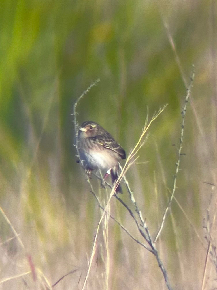 Grasshopper Sparrow (Ammodramus savannarum), photo 1