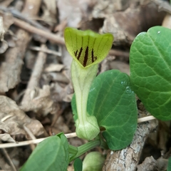 Aristolochia pallida