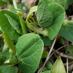 Aristolochia pallida