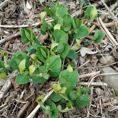 Aristolochia pallida