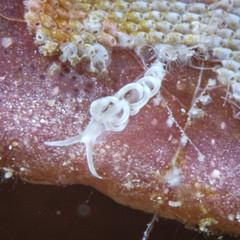 Aeolidioidea