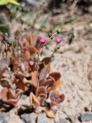 Cistanthe maritima, photograph 1