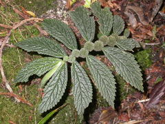 Elatostema