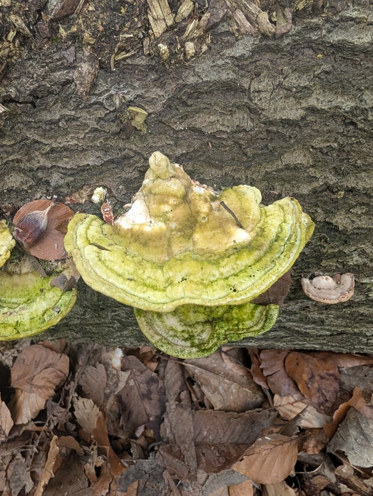 Trametes gibbosa · March 2026 · photo: © pilmar (iNaturalist, cc0)