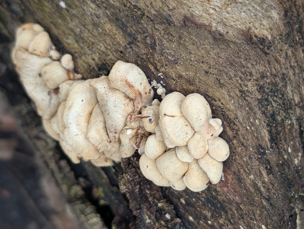 Panellus stipticus · March 2026 · photo: © pilmar (iNaturalist, cc0)