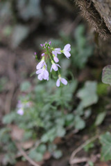 Cardamine pratensis