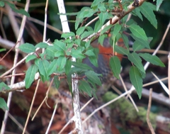 Scelorchilus rubecula