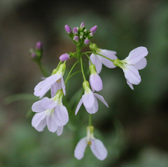 Cardamine pratensis