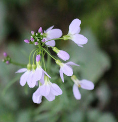 Cardamine pratensis