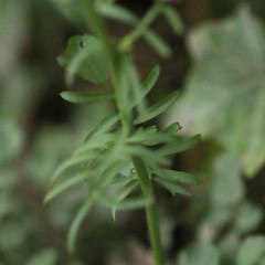 Cardamine pratensis