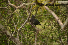 Ducula whartoni