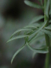Cardamine pratensis