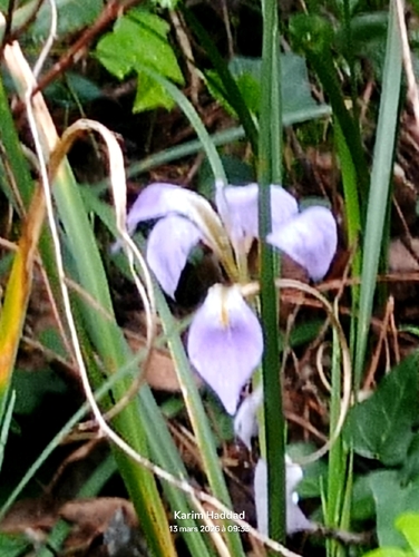 Algerian Iris (Iris unguicularis)
