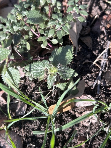 Heartleaf nettle (Urtica chamaedryoides)