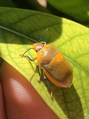 Augocoris illustris