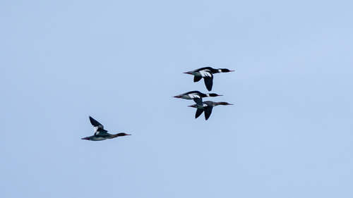 Red-breasted Merganser