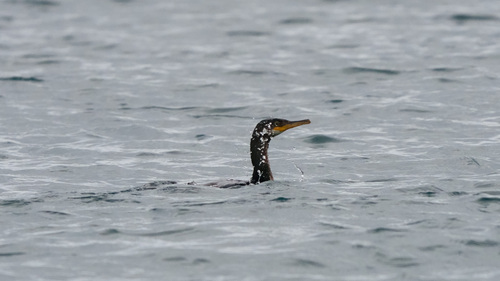 European Shag