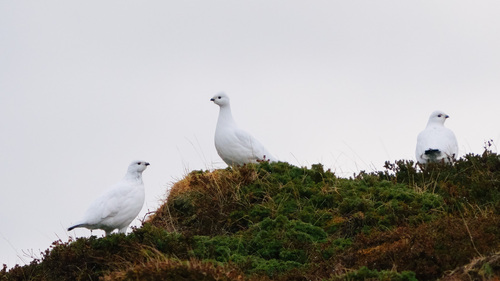 Willow Ptarmigan