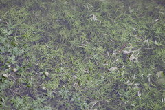 Callitriche hamulata