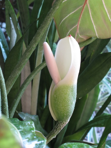 Philodendron gloriosum