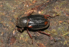 Macrodactylini