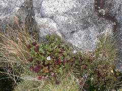 Trachymene saniculifolia