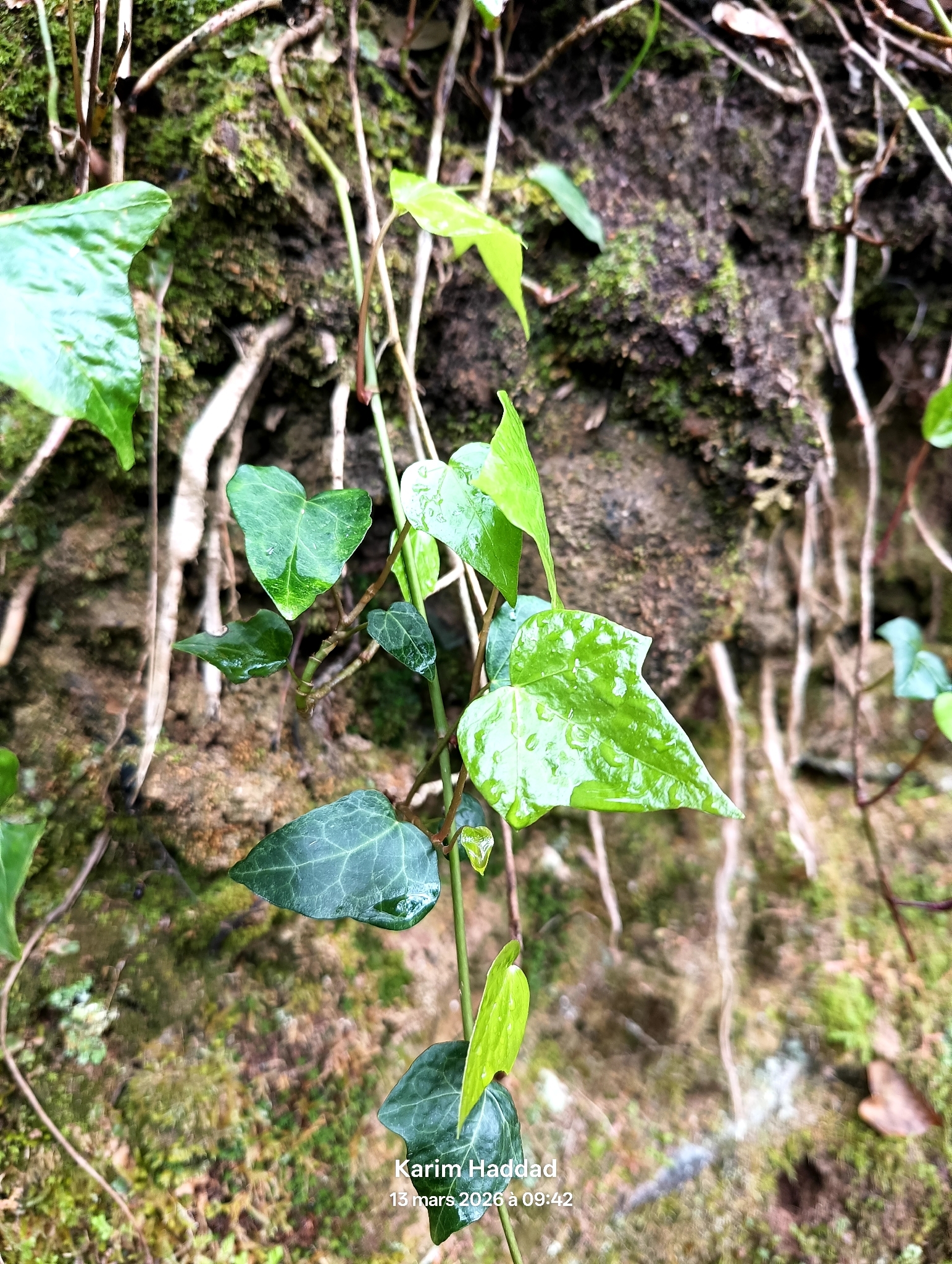Algerian Ivy (Hedera algeriensis)