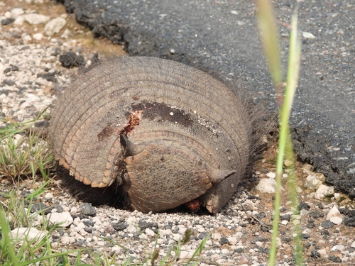 Large Hairy Armadillo