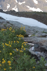 Ranunculus propinquus subborealis