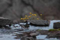 Ranunculus propinquus subborealis