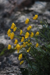 Ranunculus propinquus subborealis