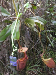 Nepenthes villosa