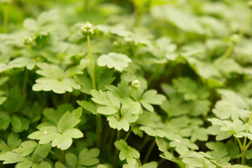 Adoxa moschatellina iNat (3)