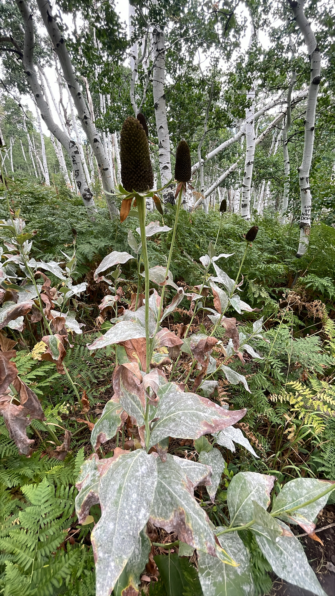 Rudbeckia occidentalis