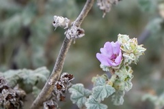 Malacothamnus aboriginum