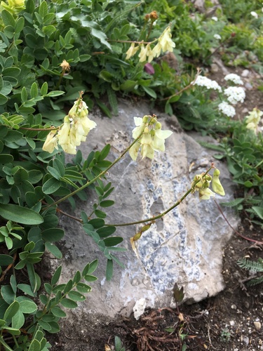 Yellow Sweet-vetch (Hedysarum sulphurescens)
