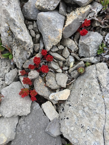 western roseroot (Rhodiola integrifolia)